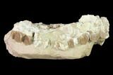 Oreodont (Merycoidodon) Partial Skull - Wyoming #145845-4